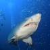 shark_tiger_sand_atlas_v_0383_nca0843.jpg